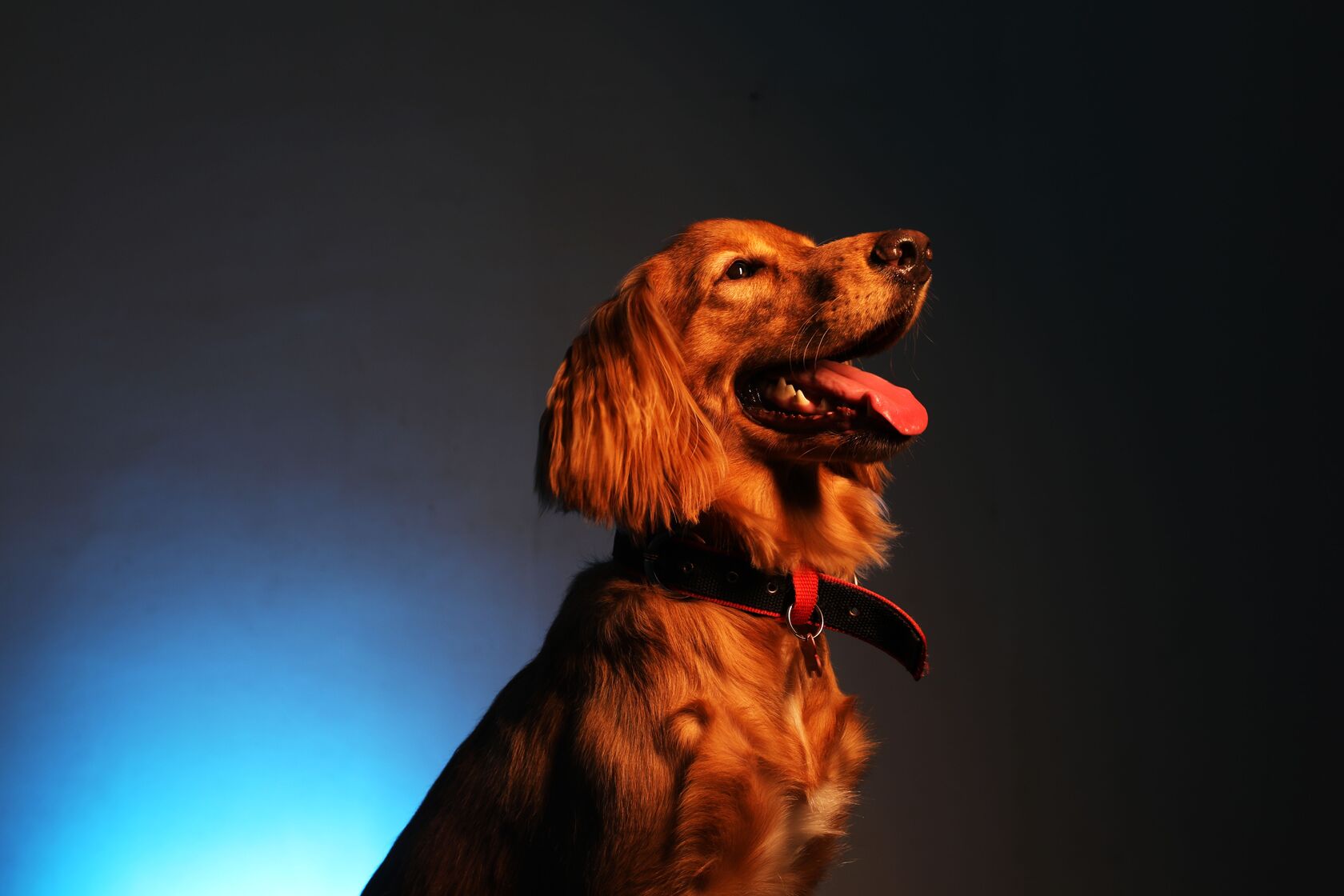 Dog walking safely at night with GlowLeash