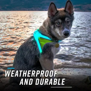 LED Light-Up Dog Harness – USB Rechargeable Reflective Safety Vest